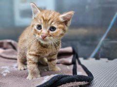 종료(입양) 한국 …